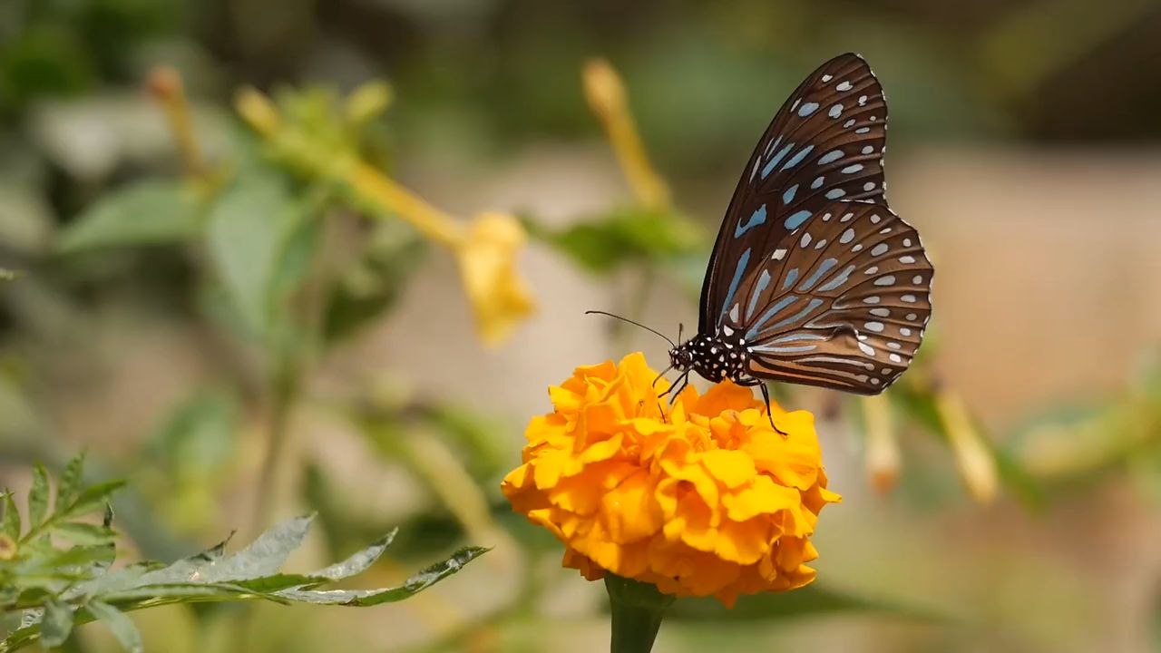 buterfly