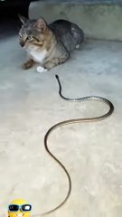 Hilarious Animal Moments 🐾