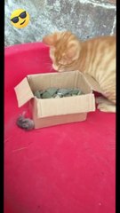 Funny animals*funny*funny animals video*funny funny*funny video*comedy