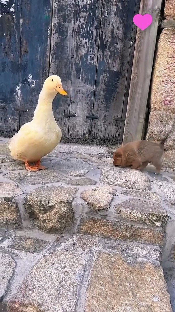 Funny*funny animals*funny animals video*funny funny*