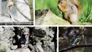 Yorkshire wildlife 'at risk,' Starmer v Sunak and Creative Charter - Today's News  Headlines