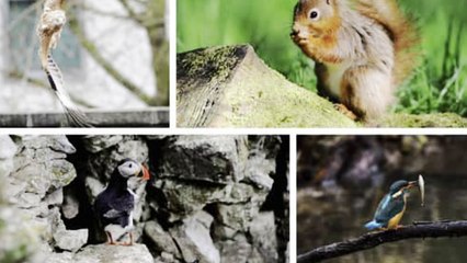 Yorkshire wildlife 'at risk,' Starmer v Sunak and Creative Charter - Today's News  Headlines