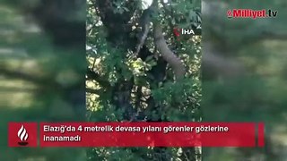 Yer: Elazığ! Ağacın gövdesi kalınlığında 4 metrelik devasa yılan