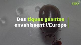 Des tiques géantes envahissent l'Europe