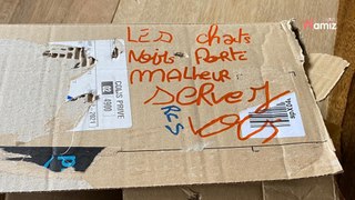 Angers : un chaton est abandonné dans la rue dans un carton, un mot désespérant est écrit sur la boîte