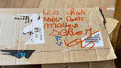 Angers : un chaton est abandonné dans la rue dans un carton, un mot désespérant est écrit sur la boîte