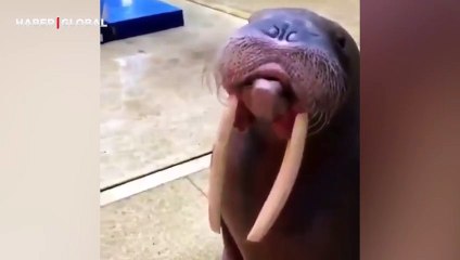 Çiftleşme isteğini bildiren erkek morsun dakikalarca süren ıslığı sosyal medyayı salladı