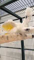 Nice good song Punjabi