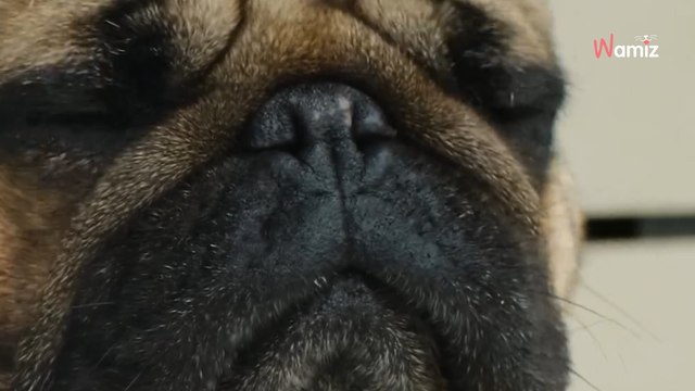 Saviez-vous que certaines races de chiens sont interdites ou risquent de l’être dans certains pays ? ❌