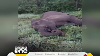 ഇടുക്കി മറയൂരിൽ പരിക്കേറ്റ നിലയിൽ കണ്ടെത്തിയ കാട്ടാന ചരിഞ്ഞു