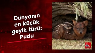 Dünyanın en küçük geyik türü: Pudu