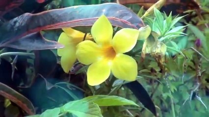 VALDO CILLI TITRE UN NOUVEL AMOUR