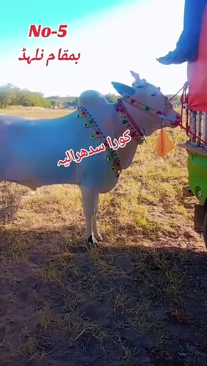 VID-20240528-WA0035