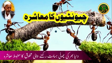 چیونٹیوں کا معاشرہ | موٹیویشنل ویڈیو | فقیر معصوم وارثی