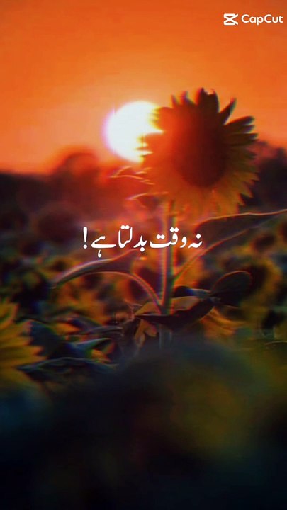 Makhi chenii goat kids, goat farming in Pakistan,new Malik goat farm