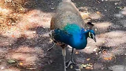 _peacock _follows _peahen _pecking _birdsounds _indianpeafowl _videoshort(360P)_1