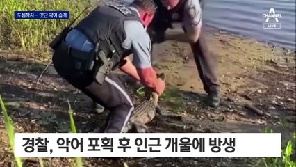 차고 앞에도…美 악어 습격 피해 잇따라