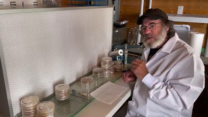 Paul Stamets on metarhizium brunneum as a pesticide