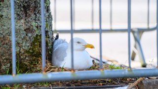 Supermarket staff cordon off eight parking spaces to protect seagull