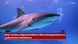 Haie wurden aufgrund höherer Meerestemperaturen zu gefürchteten Raubtieren
