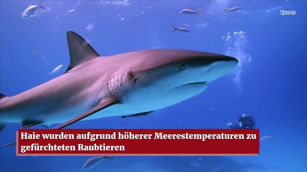 Haie wurden aufgrund höherer Meerestemperaturen zu gefürchteten Raubtieren