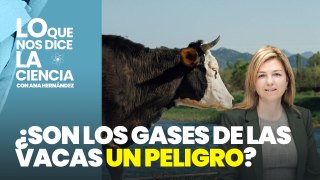 ¿Son los gases de las vacas un peligro para la humanidad?