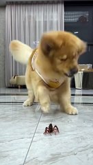 Funny moment dog comedy new