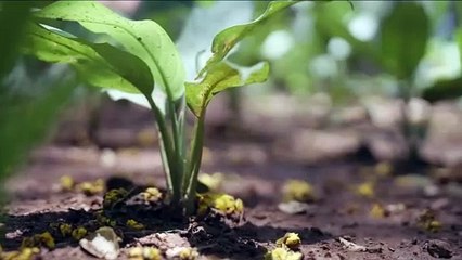 Bollywood Stars join the Anant Ambani's Vantara initiatives towards plant trees