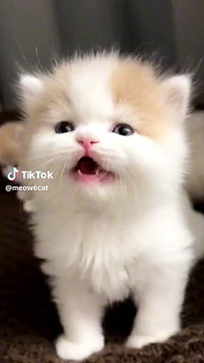 Cute cat