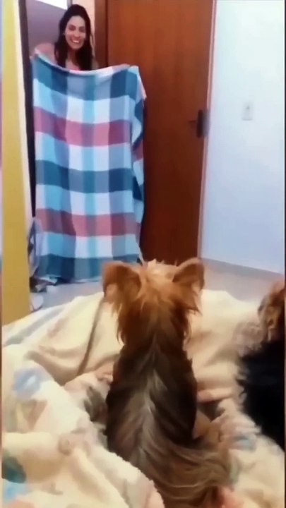 funny animals video #shortvideo #shorts