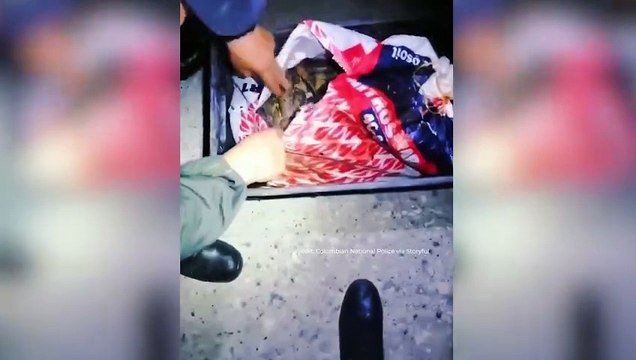 Polícia da Colombia prende suspeitos de tráfico de animais