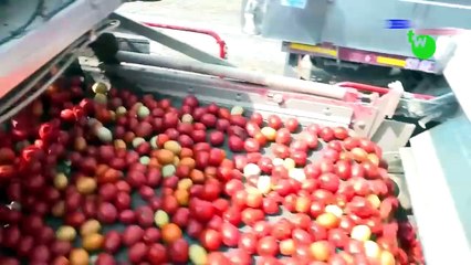 देखिए फेक्ट्री में किस तरह से टोमेटो केचप बनाया जाता है ✅ Tomato ketchup Making Process