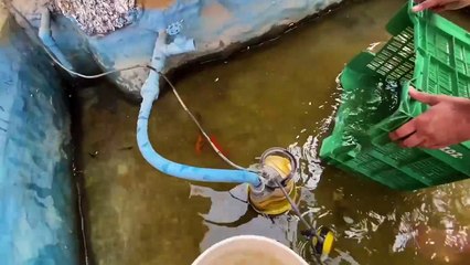 First Time Bht Sari New Fishes Le Kr Ae