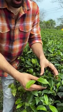Chai Patti Making in Assam देखिए असम की मशहूर चायपत्ती कैसे बनती है Indian Street Food | Tea