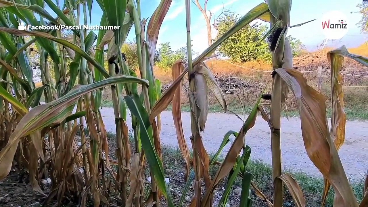 Kilometer lange Blutspur in Bayern: Menschliche Dummheit oder schlimmer Unfall?