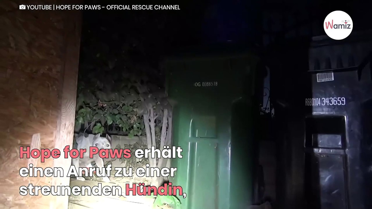 Pitbull-Hündin bringt Welpen zur Welt: Tierarzt merkt, dass etwas nicht stimmt