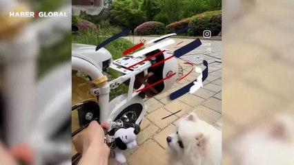 Güvenli bir yolculuk için köpeğine kask ve gözlük takan motorcu