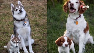 Des souvenirs uniques : cette artiste crée des portraits photo de chiens qui posent avec leurs jeunes versions