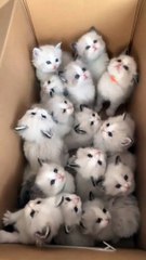 So Beautiful  cat kitten #cat #vairal #cute