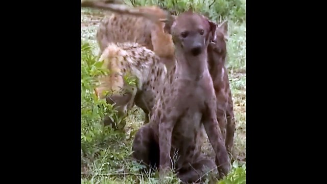 How terrible is the attack of the hayena