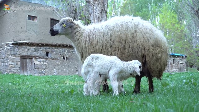 Spot the cutest animals on the planet: rabbits, pigs, monkeys, ducklings