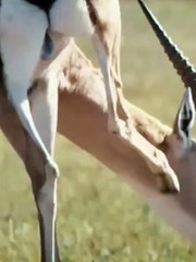 A baby deer was attacked by a herd of cheetah