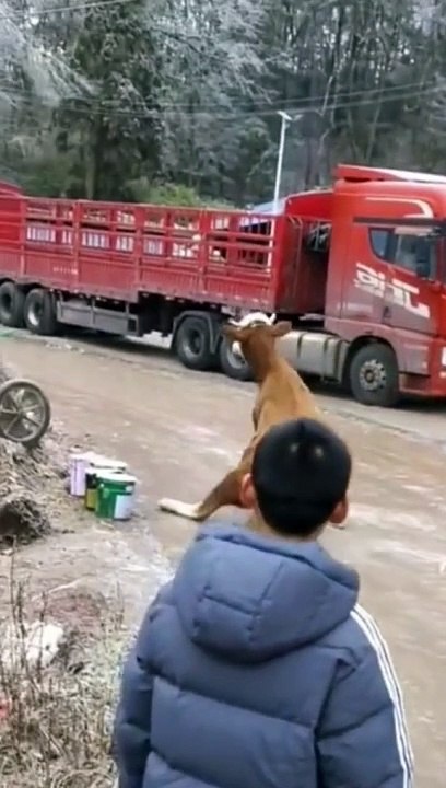 Funny animal