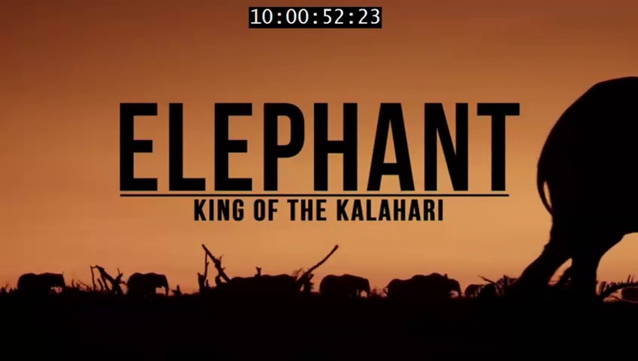 Elephant- King Of The Kalahari