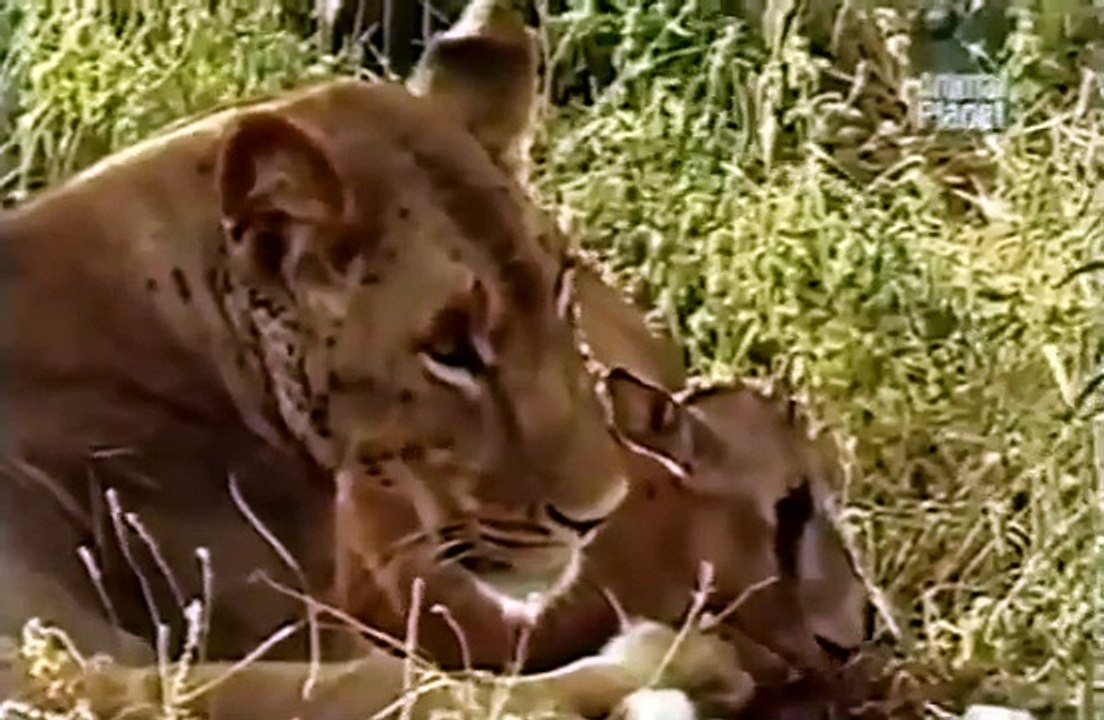 HEART Of A LIONESS - A lioness adopts a baby antelope - A Must See