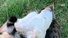 Herzzerreißender Abschied: Hund und Katze auf ihrem letzten Spaziergang (Video)