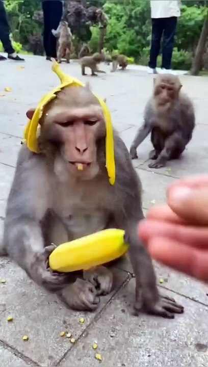 Funny Monkey Wearing Banana hat
