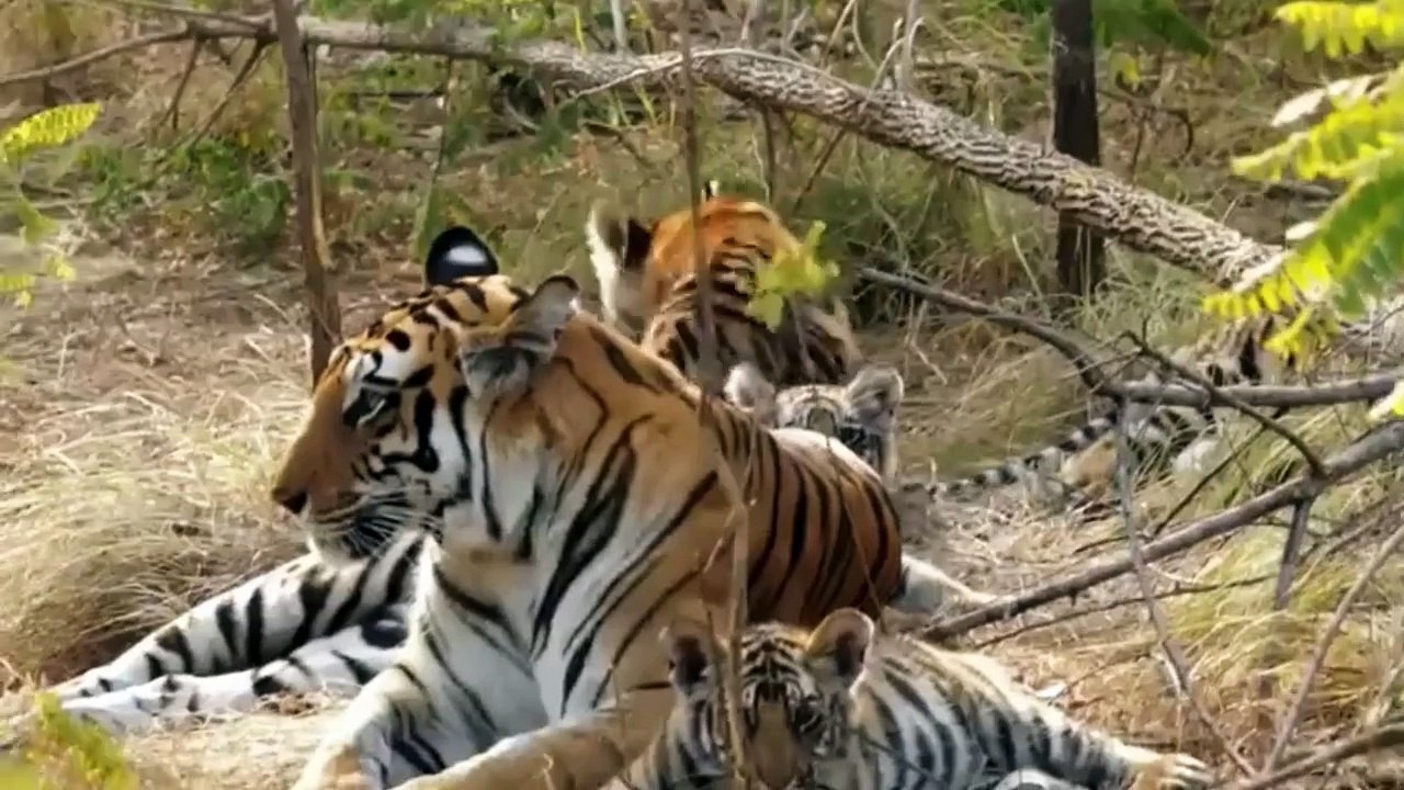 Tiger cries at the death of a child,Mothers are like that