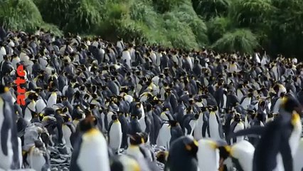 Les métamorphoses du continent blanc | movie | 2021 | Official Trailer