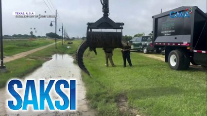 Buwayang naipit sa kanal, nasagip | Saksi